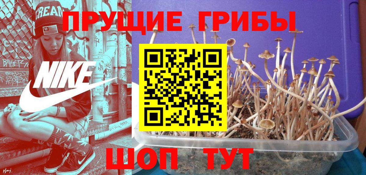 Псилоцибиновые грибы Cubensis Серпухов